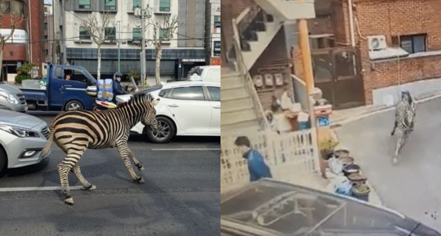 南韩也有动物逃亡！斑马街头暴冲3小时　男子「潇洒闪避」笑翻网消息最新进展