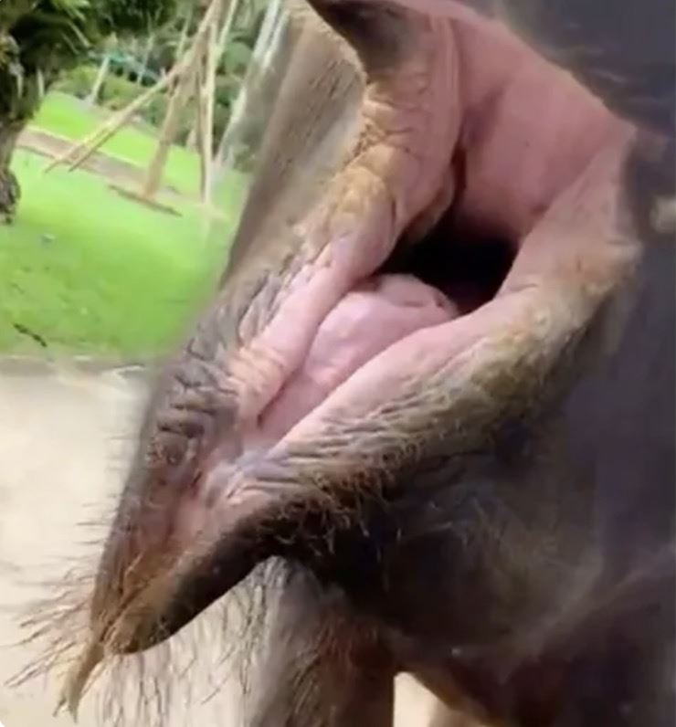 旅游筹划一整年！女子游峇里岛与大象合照「手臂当场被咬断」她惊真相经过持续报道